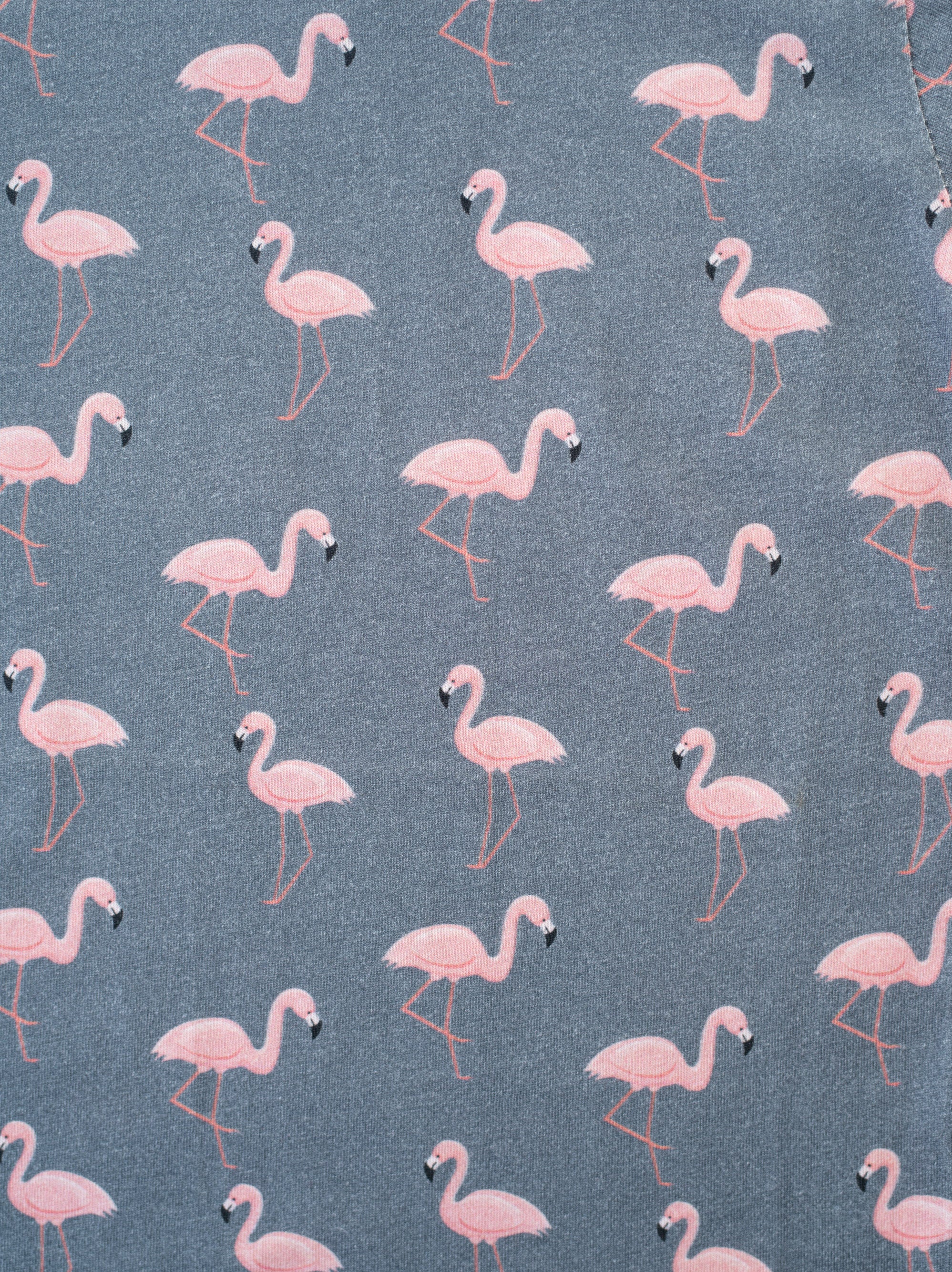 Flamingo- Animal Planet